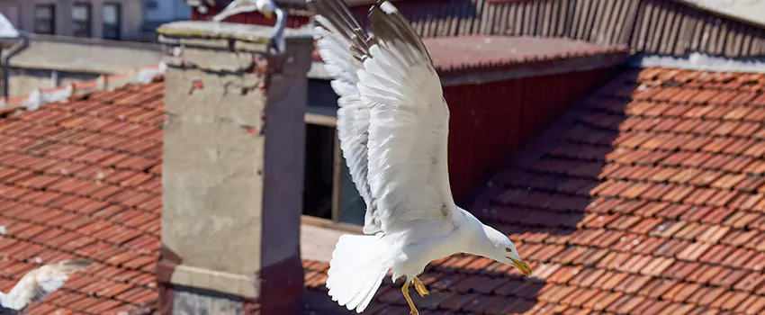 Residential Chimney Animal Removal Solution in Deer Park, TX