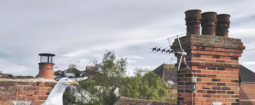 Chimney Cleaning And Restoration in Deer Park, Texas